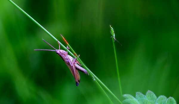 Photo: Cricket in the grass