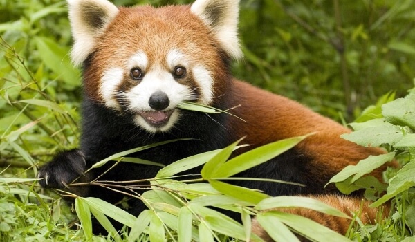 Photo: Red panda animal