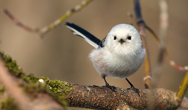 Photo: Long-tailed tit bird