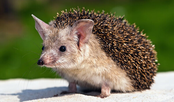 Photo: What it looks like eared hedgehog