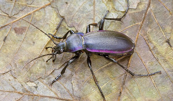 Photo: Ground beetle insect