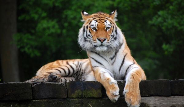 Photo: Animal Indian tiger