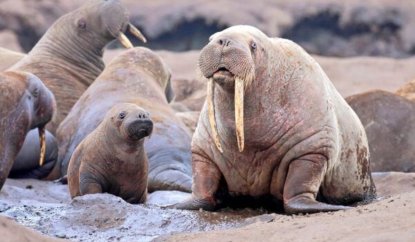Photo : Baby walrus