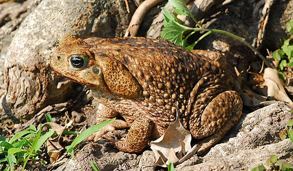 Photo: Dangerous toad aga
