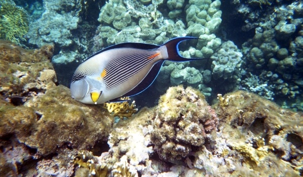 Photo: Surgeon Fish Red Sea