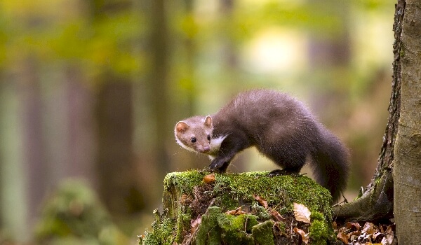 What does a marten eat