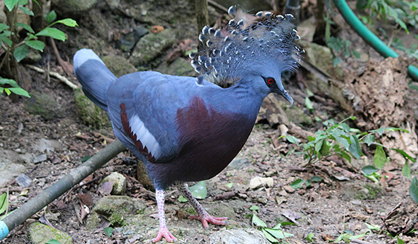 Photo: What a crowned dove looks like