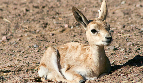 Photo: Goitered gazelle