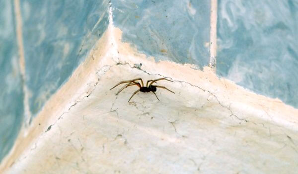Photo: Brown recluse spider in Russia