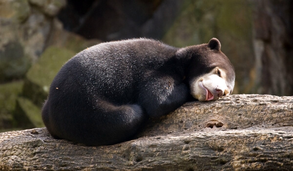 Foto: malaysisk bjørn fra den røde bog