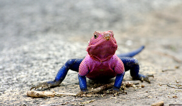 Foto: Agama Lizard