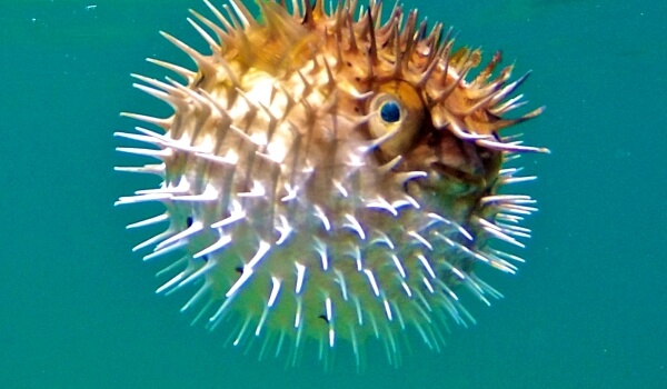 Foto: Bola de pez marino