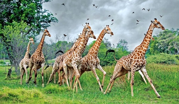 Foto: Afrikanska giraffer