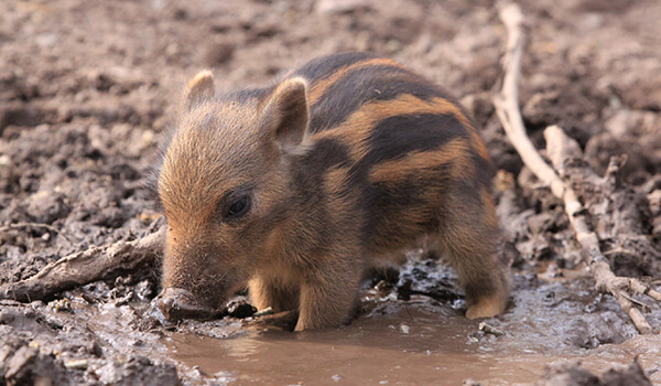 Photo: Baby Warthog