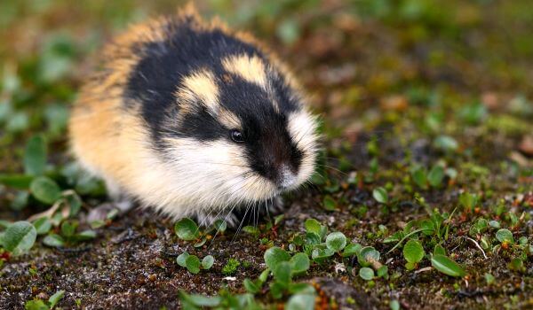 Foto: Lemming in the Tundra