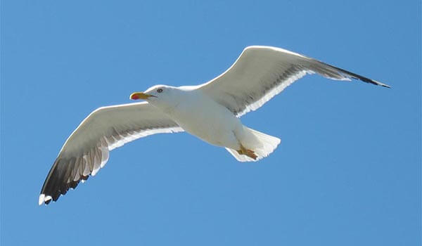 Photo: Seagull in flight