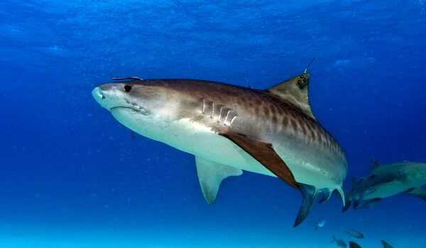Photo: Great Tiger Shark