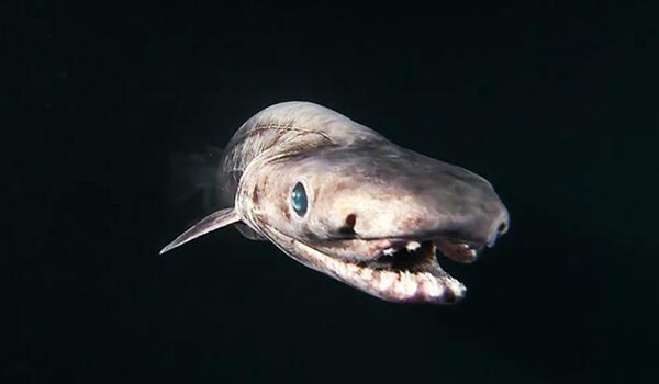 Photo: Frilled Shark