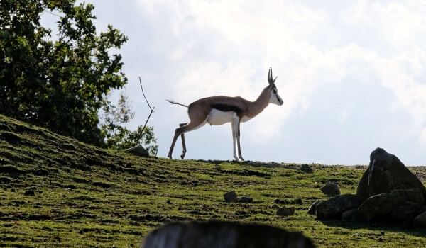 Foto: Springbok Antilope