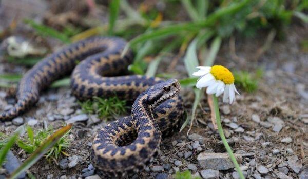 Photo: Caucasian viper snake 