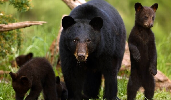 Foto: Medvěd černý