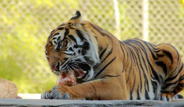 Photo : Sumatran tiger