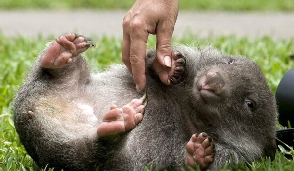 Foto: Bebé Wombat