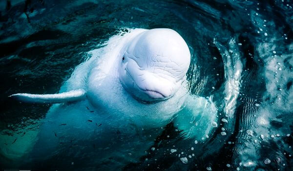 Photo: White whale mammal