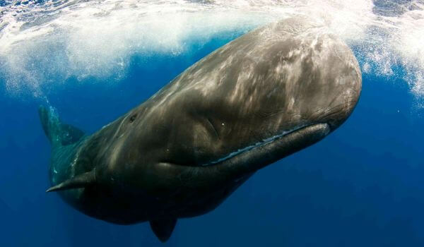 Photo: sperm whale animal