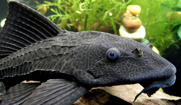 Photo: Plecostomus fish
