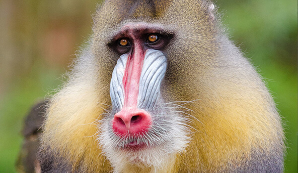 Photo: Mandrill Primate