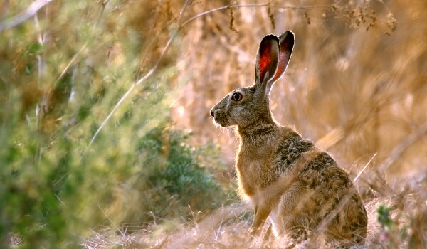 Photo: Animal hare