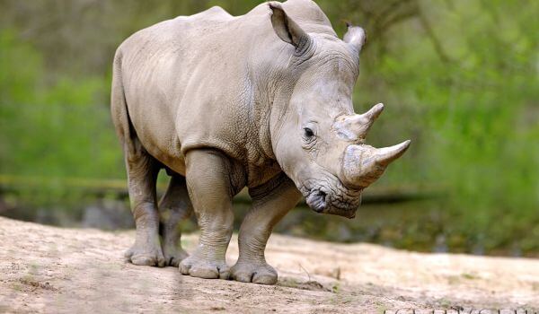 Photo: Northern White Rhino