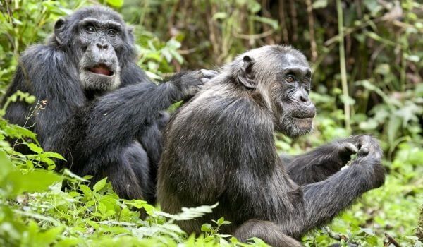 Foto: primates chimpancés