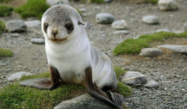 Photo: Eared Seal Pup