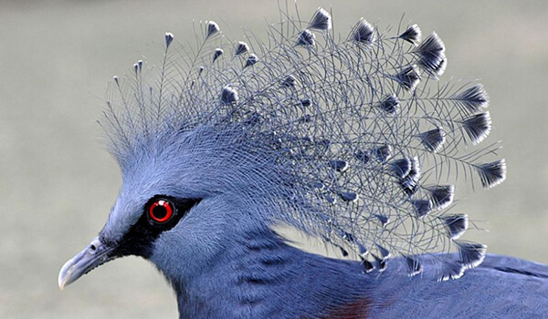 Foto: pombo coroado com leque