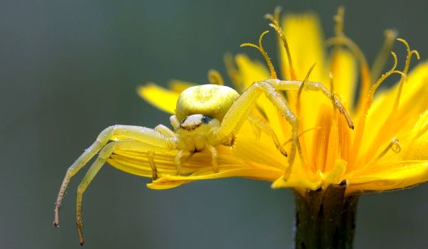 Photo: Yellow Spider