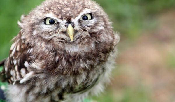 Foto: Pygmy Owl