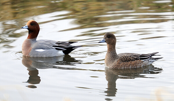 Photo: male and female wigeon duck
