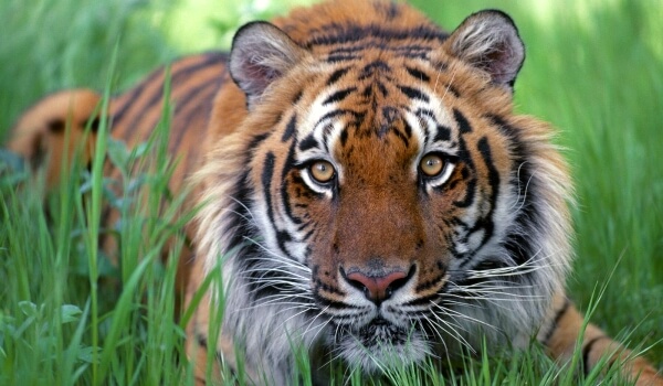Foto: Libro rojo del tigre malayo