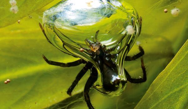 Foto: ragno d'acqua, noto anche come pesciolino d'argento