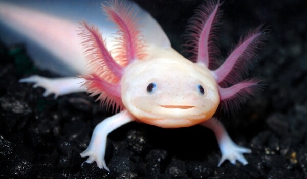 Photo : Axolotl mexicain