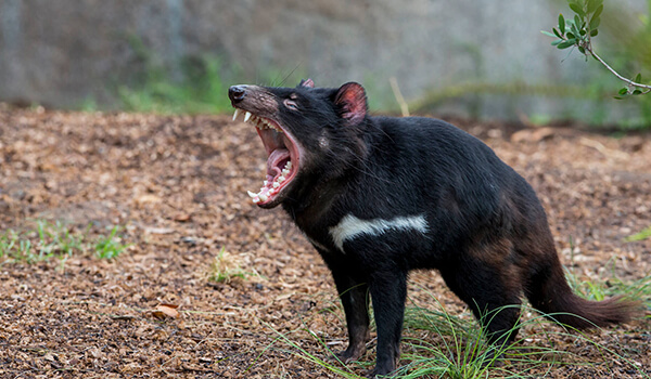Foto: Diabo da Tasmânia na natureza
