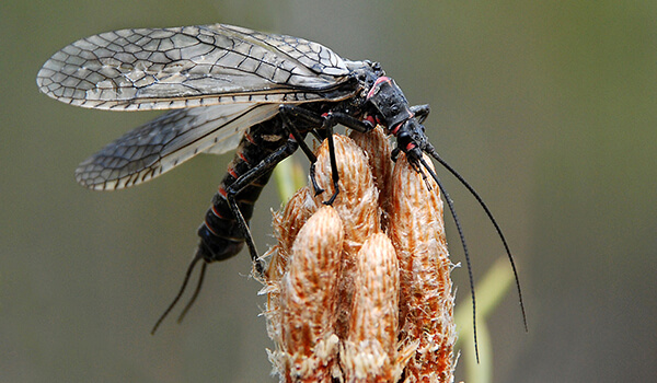 Foto: Stonefly Insect 