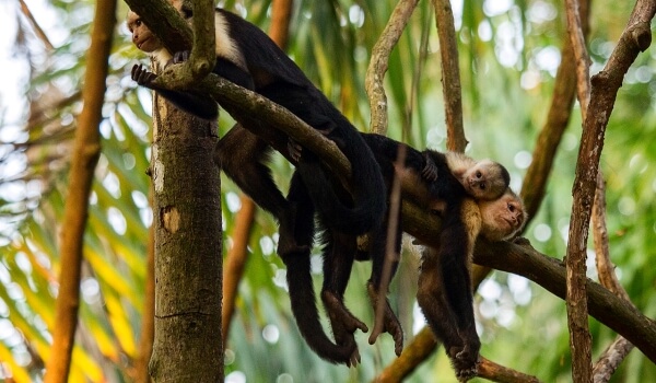 Photo: Capuchin Animal