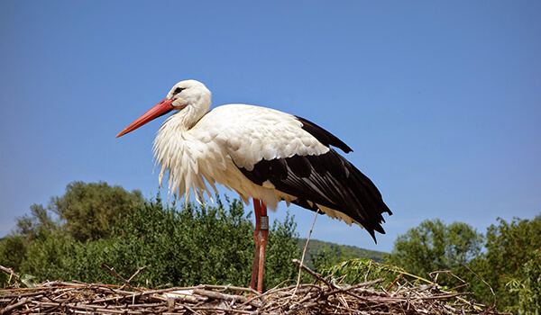 Photo: White stork bird