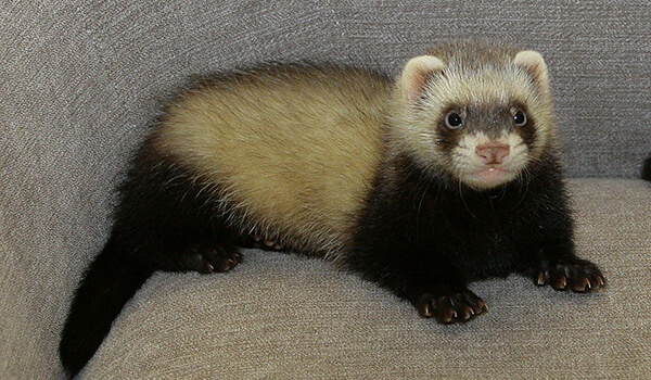 Photo: Domestic ferret