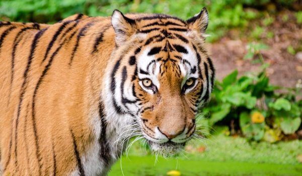 Photo: Animal Indian Tiger