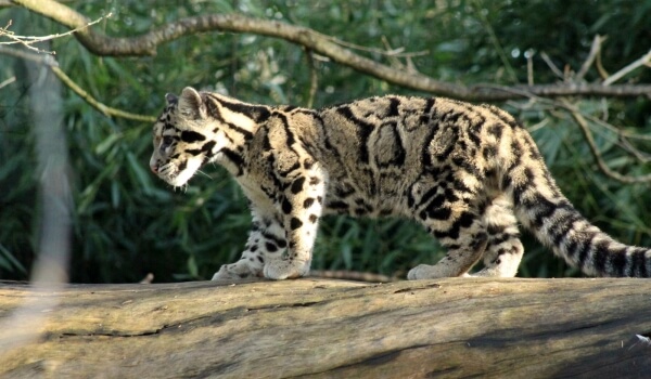 Foto: Humo Animal leopardo