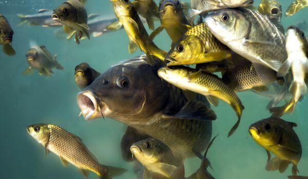 Photo: Carp fish in water